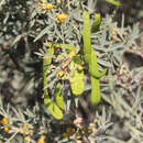 Image of Senna artemisioides subsp. quadrifolia