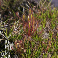 Image of Great Sundew