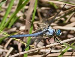 Image of Great Blue Skimmer