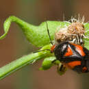 Sivun Deraeocoris schach (Fabricius 1781) kuva