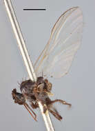 Image of Empis