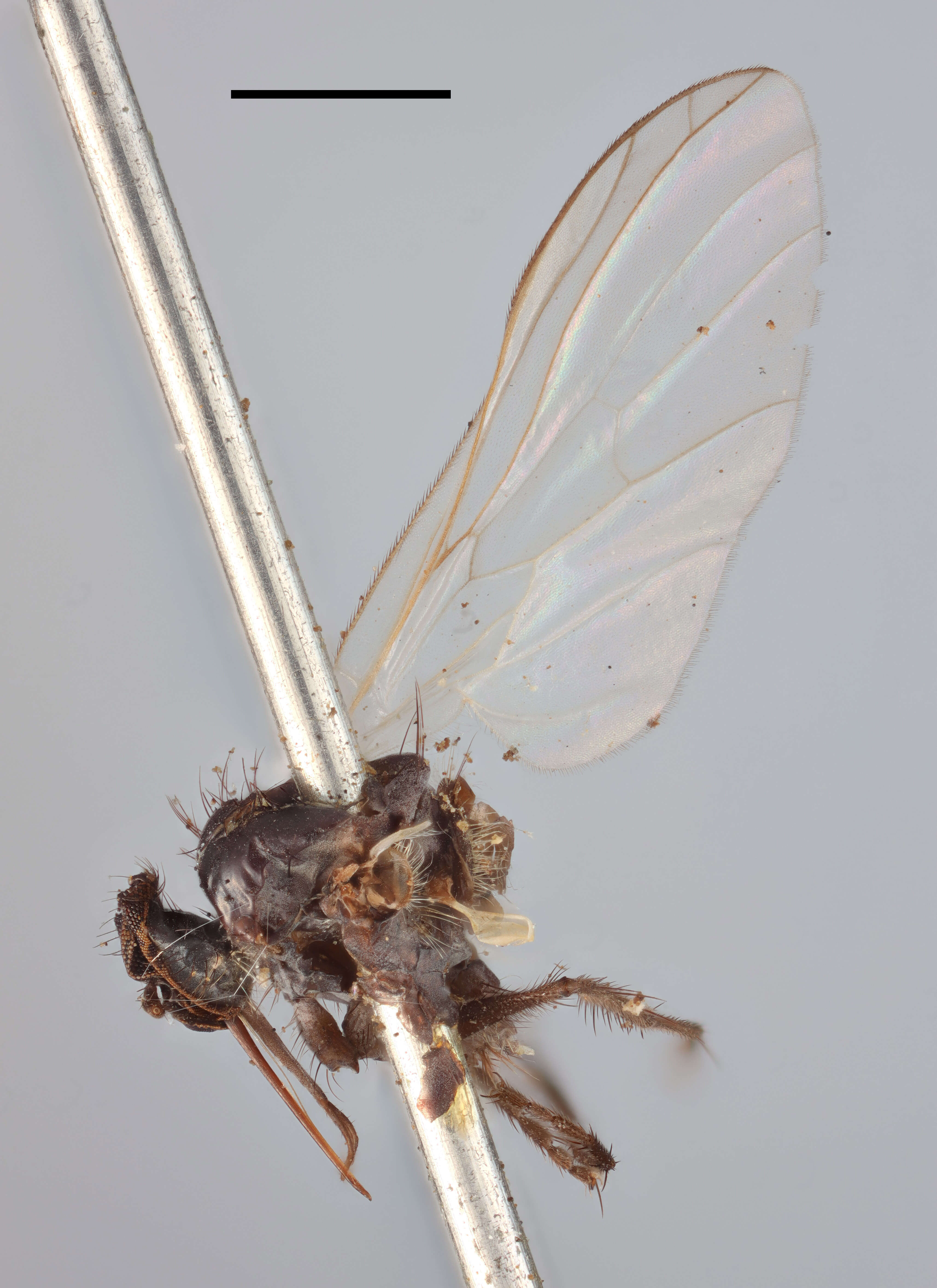 Image of Empis nitidula Zetterstedt 1859