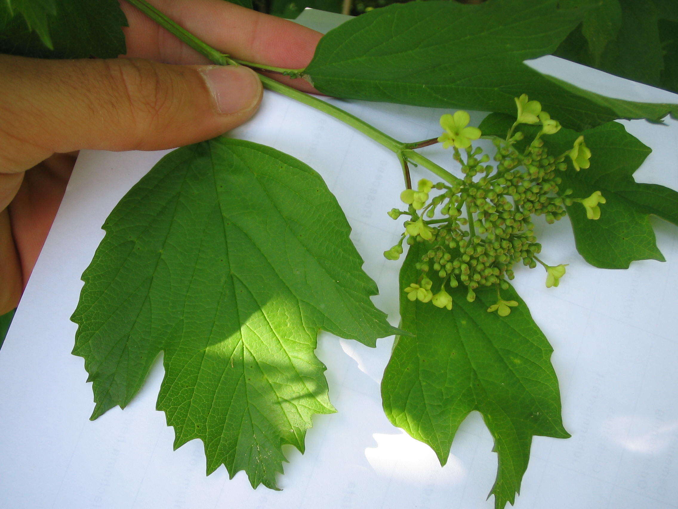 Image of Guelder Rose