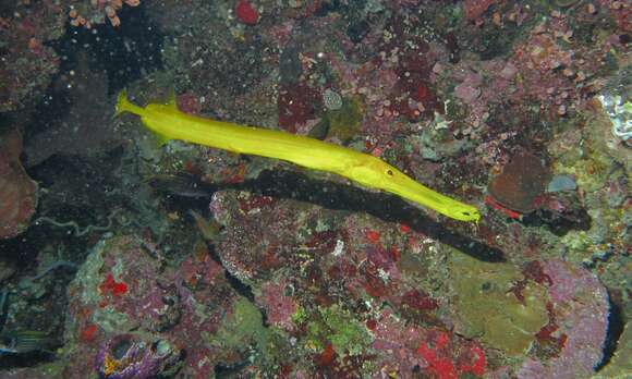 Image of Chinese Trumpetfish