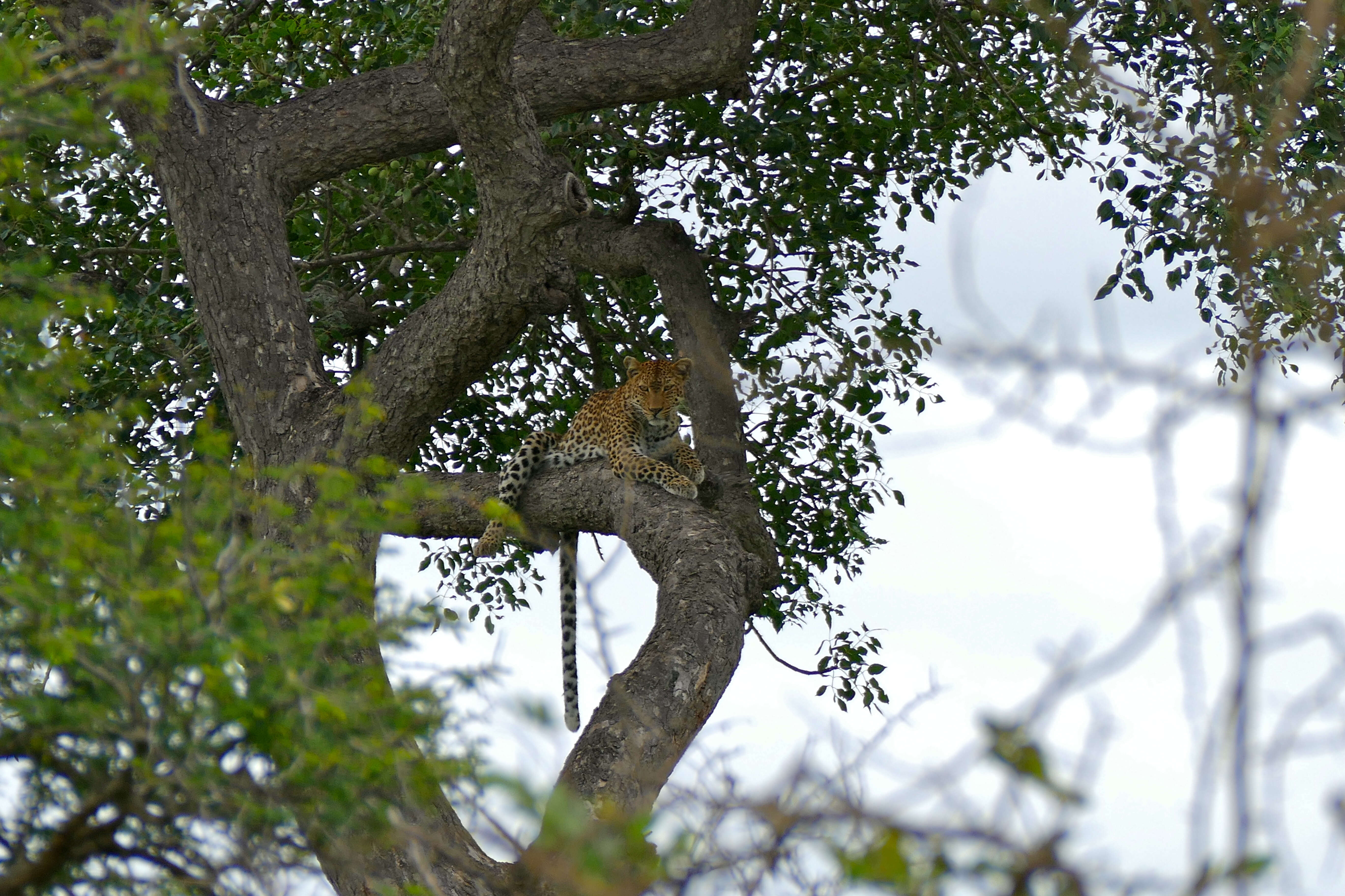 Image of Leopard