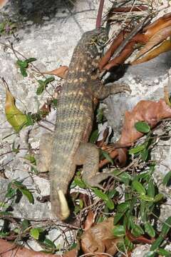 Image of Curly-tailed lizard