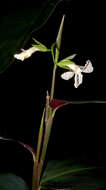 Image of Prayer Plant