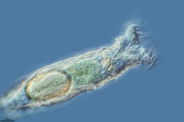 Image of Bdelloidea