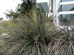 Image of false yucca