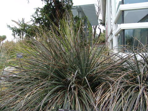 Image de Hesperaloe parviflora (Torr.) J. M. Coult.