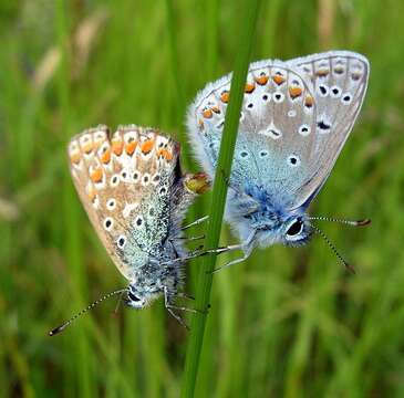 Image of common blue