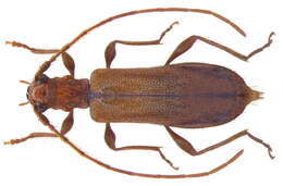 Image of Obrium brunneum (Fabricius 1793)