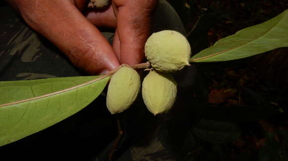 Image of Stephanopodium blanchetianum Baill.