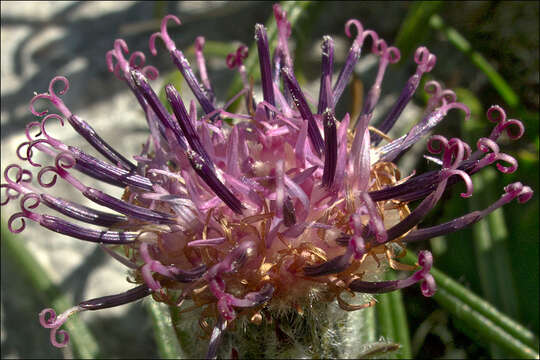 Saussurea pygmaea (Jacq.) Spreng.的圖片