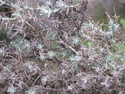 Image of Helichrysum newii Oliv. & Hiern