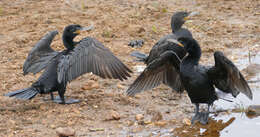 Plancia ëd Phalacrocorax brasilianus (Gmelin & JF 1789)