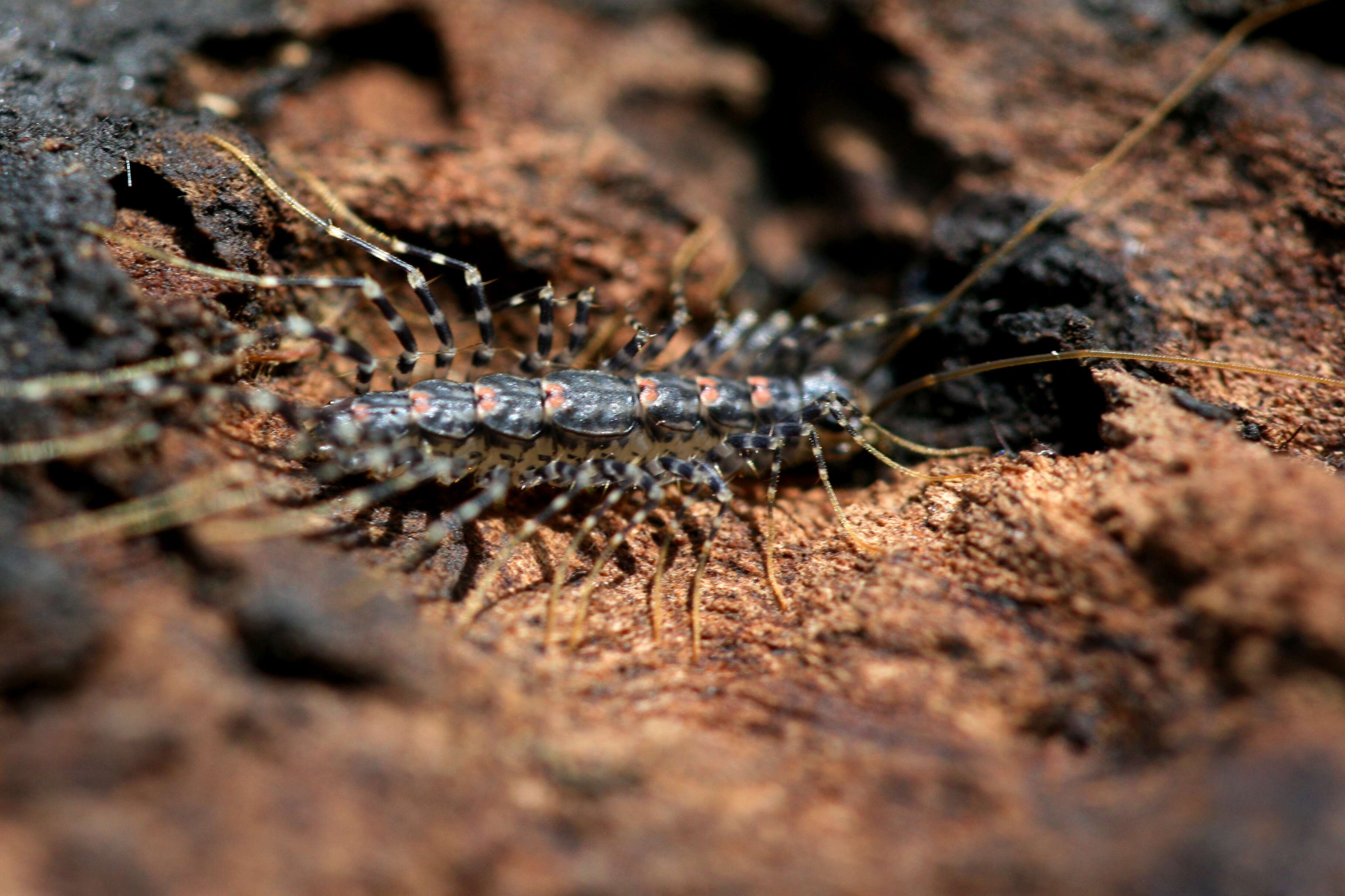 Image of Allothereua Verhoeff 1905