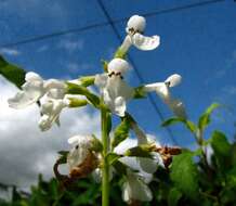 Image of phyllostegia