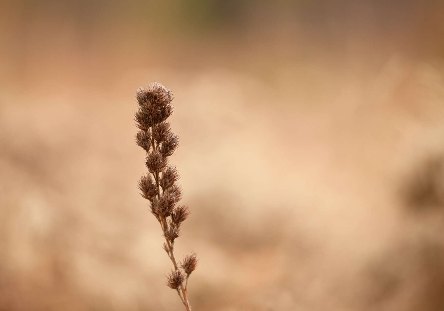 Lespedeza capitata Michx. resmi