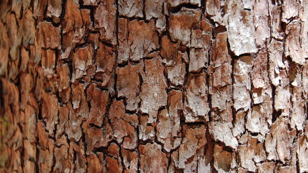 Image of madrone