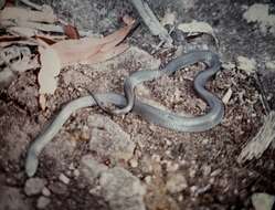 Image of Eastern brown snake