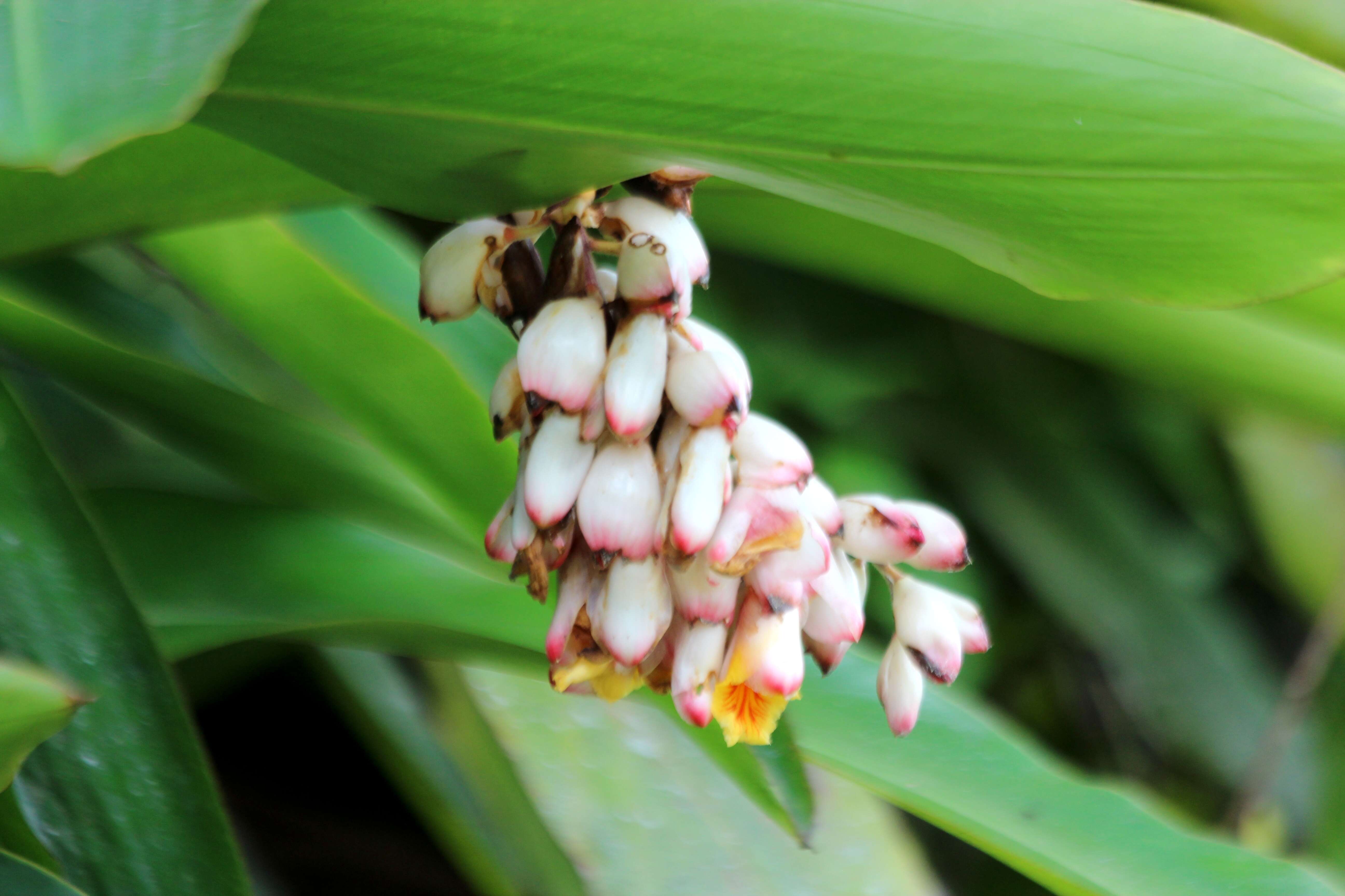 Image of Alpinia