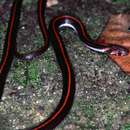 Image of Three-lined Kukri Snake