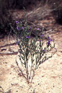 Dampiera lanceolata var. lanceolata resmi