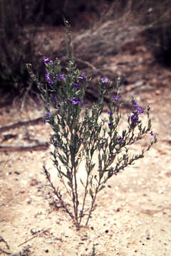 Image of Dampiera lanceolata var. lanceolata