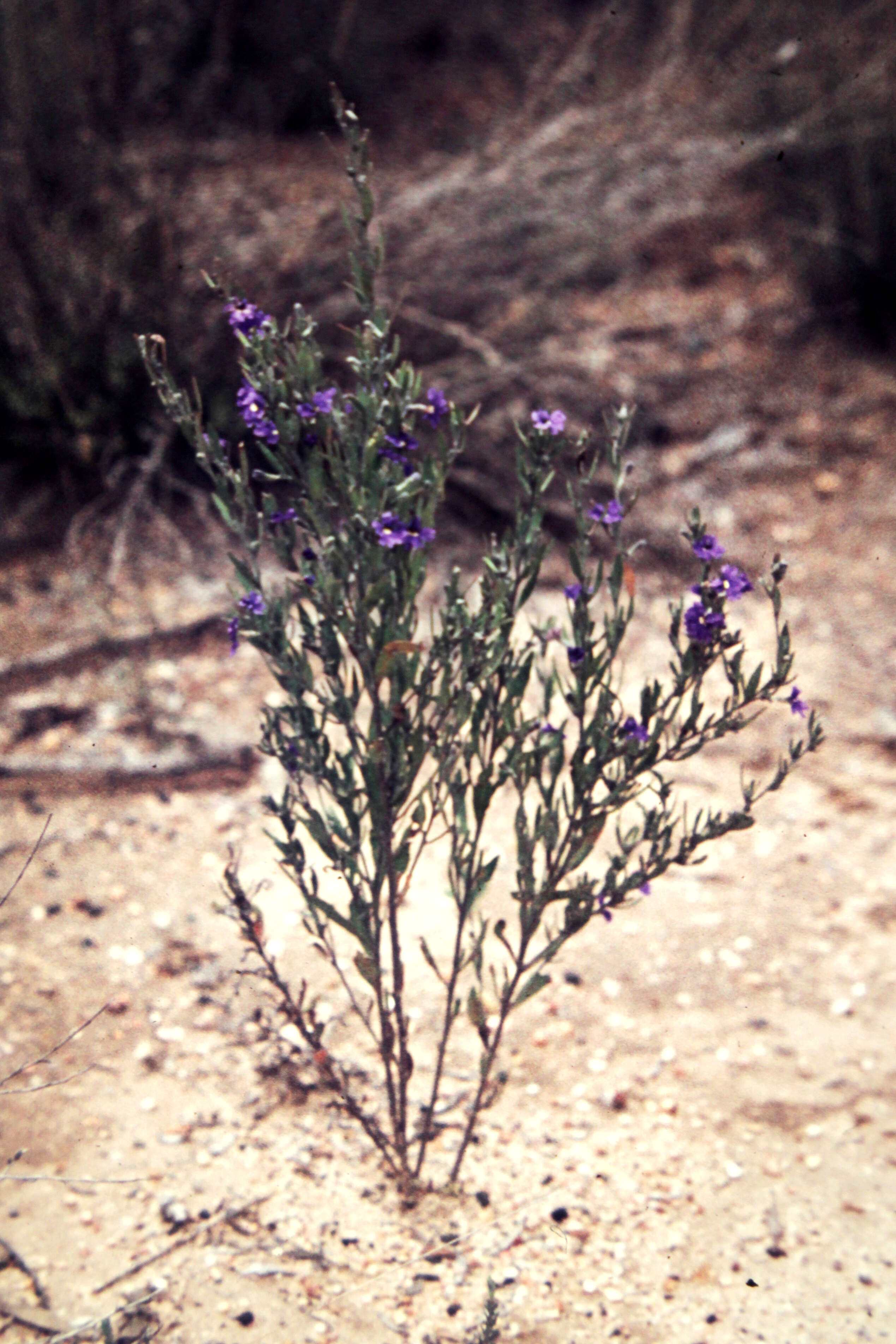 Imagem de Dampiera lanceolata var. lanceolata