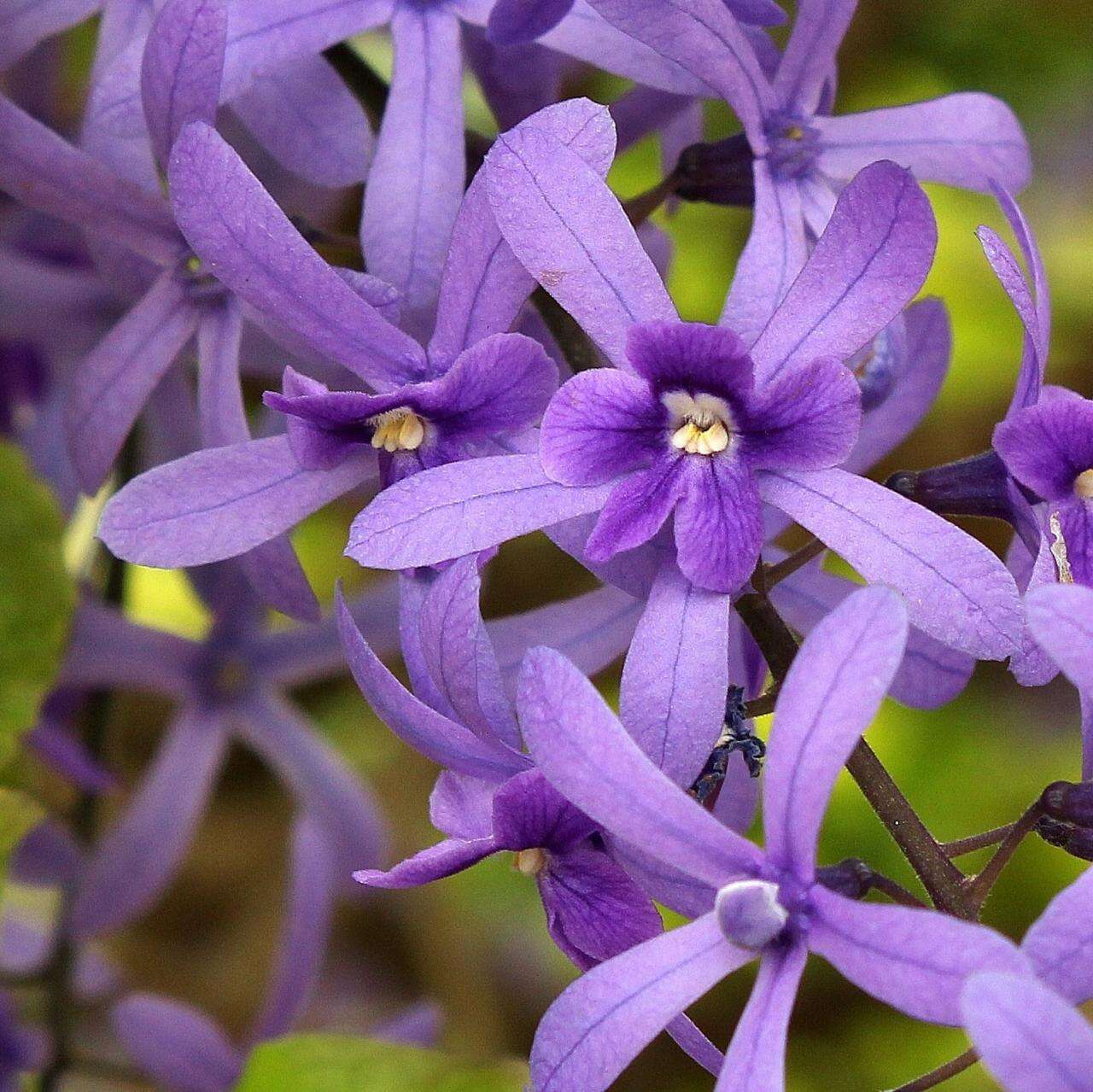 Image of petrea