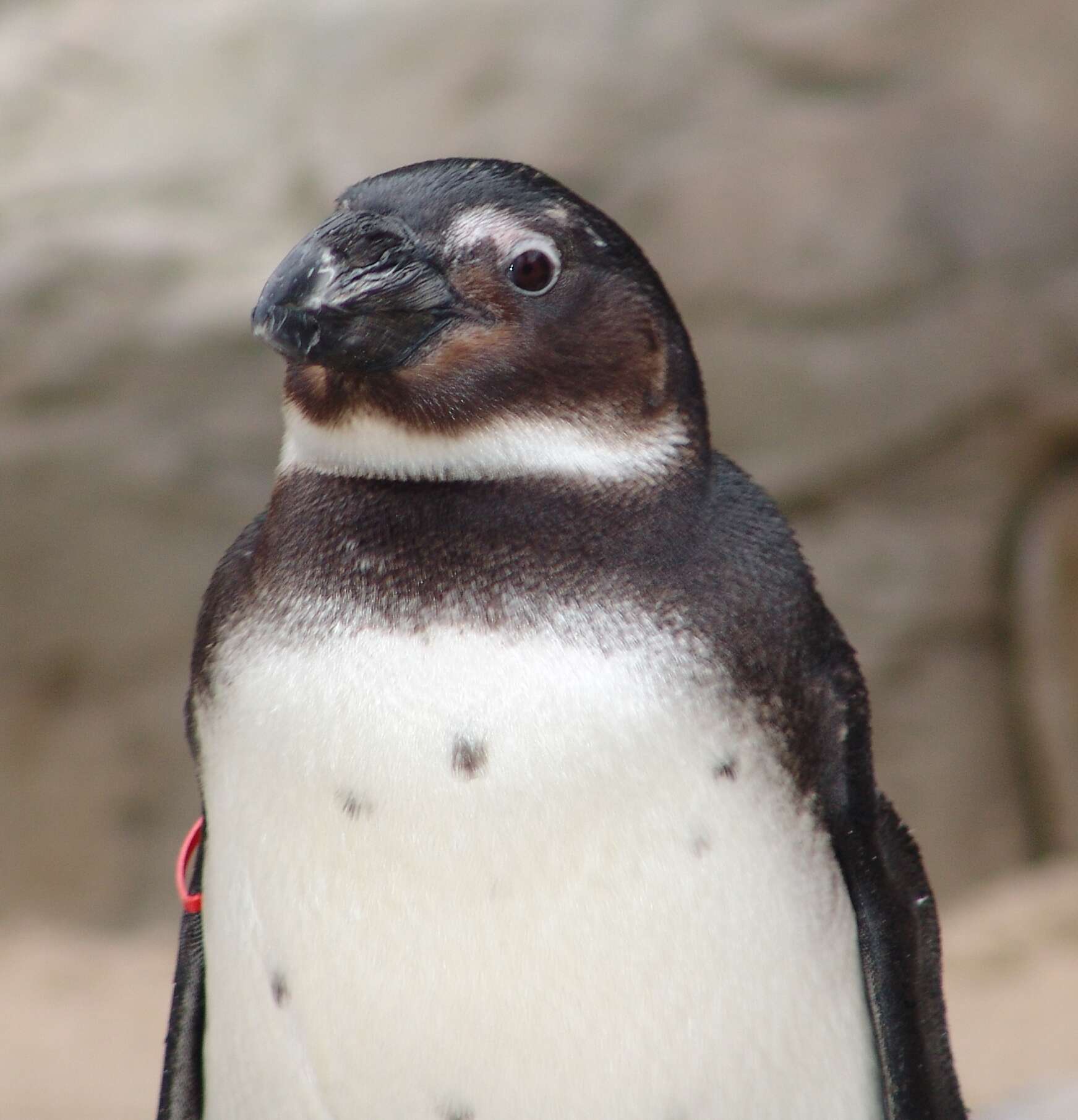 Image of African Penguin