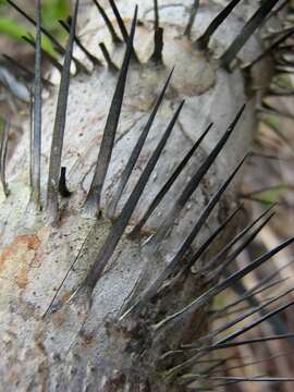 Image of Bactris ferruginea Burret