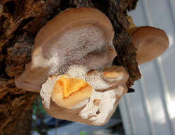 Image of Ganoderma