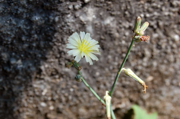 Image of Launaea procumbens (Roxb.) Amin