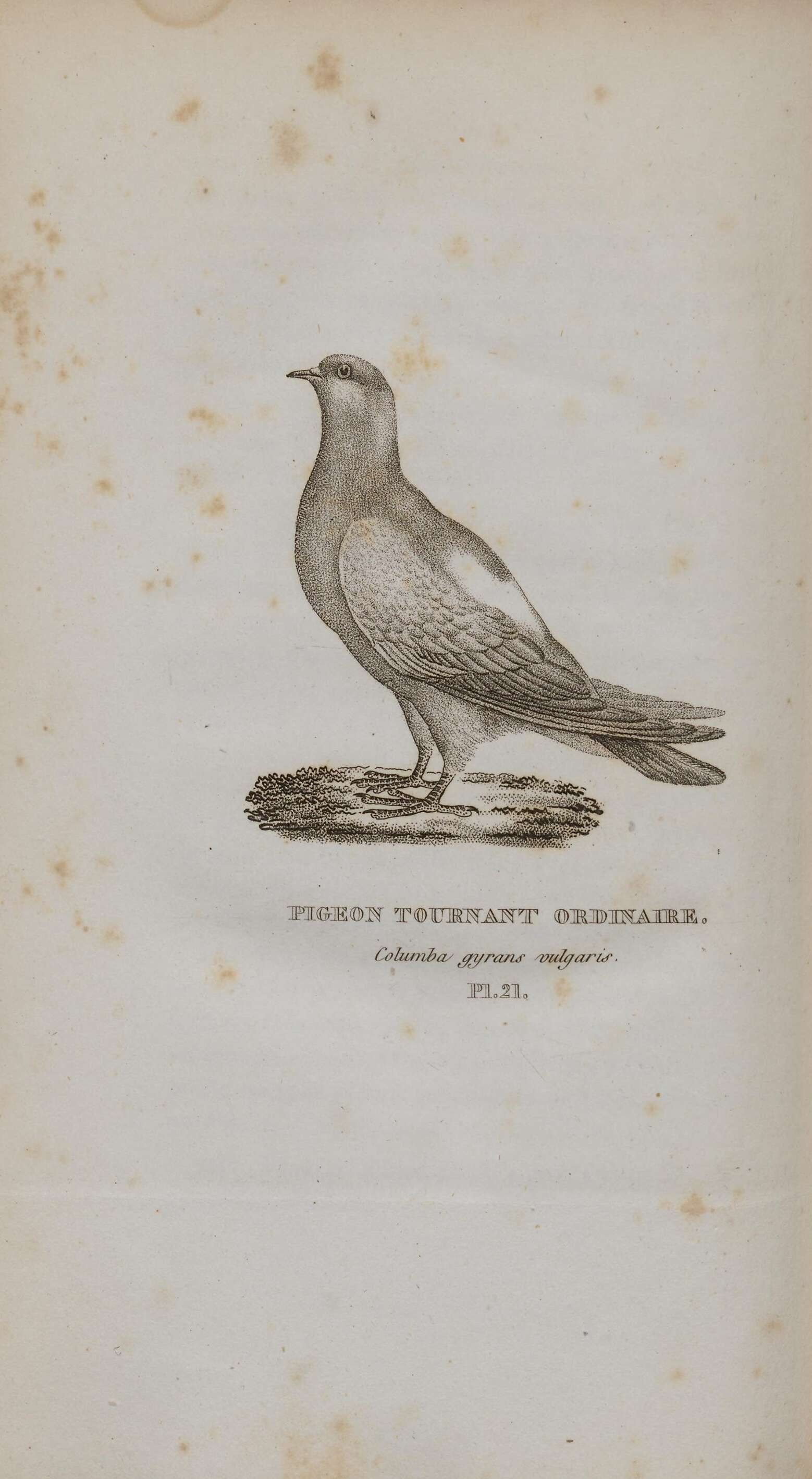 Image of Common Pigeon