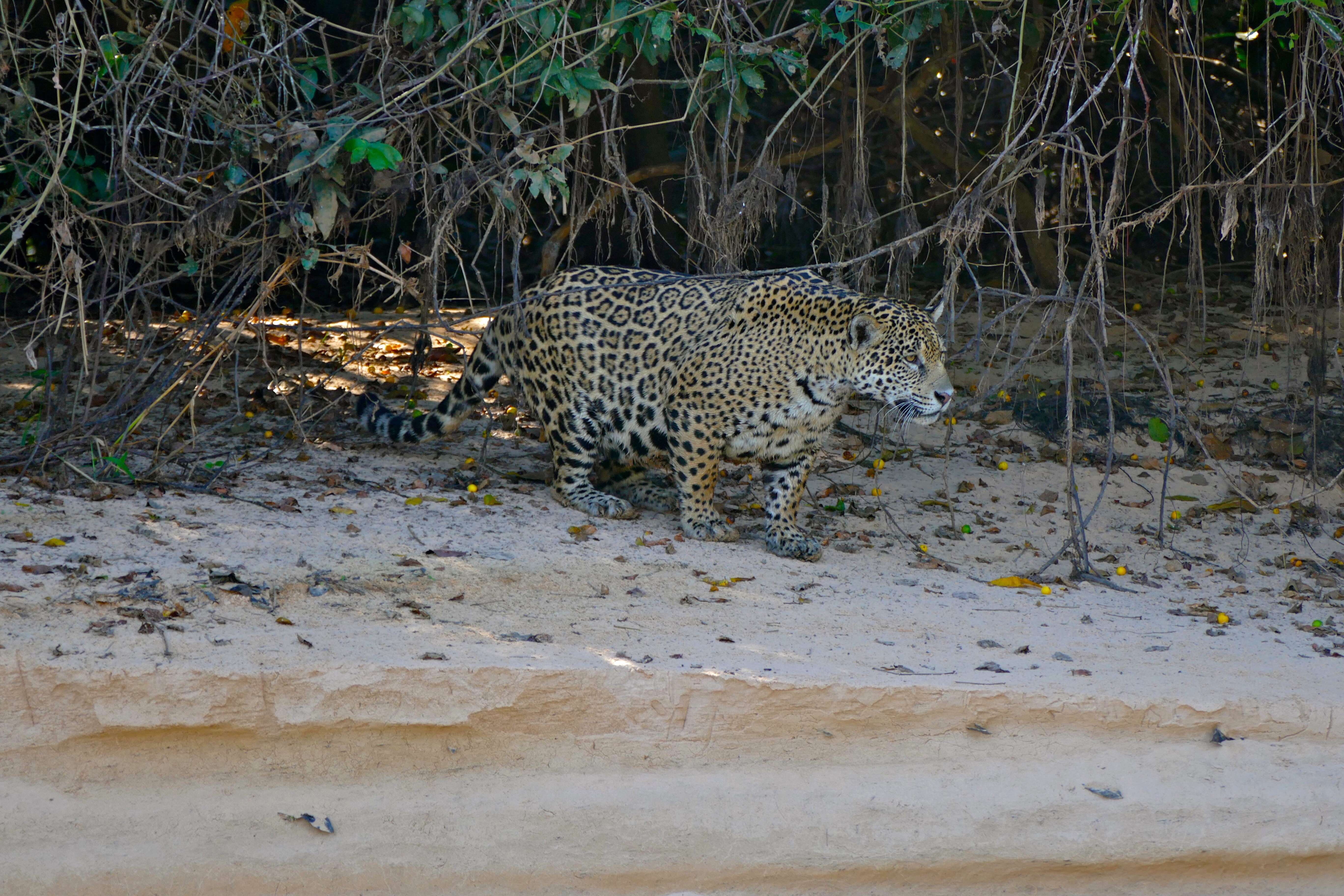 Image of Jaguar