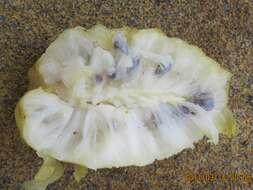 Image of Morinda