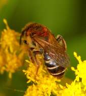 Image of Andrena dorsata (Kirby 1802)