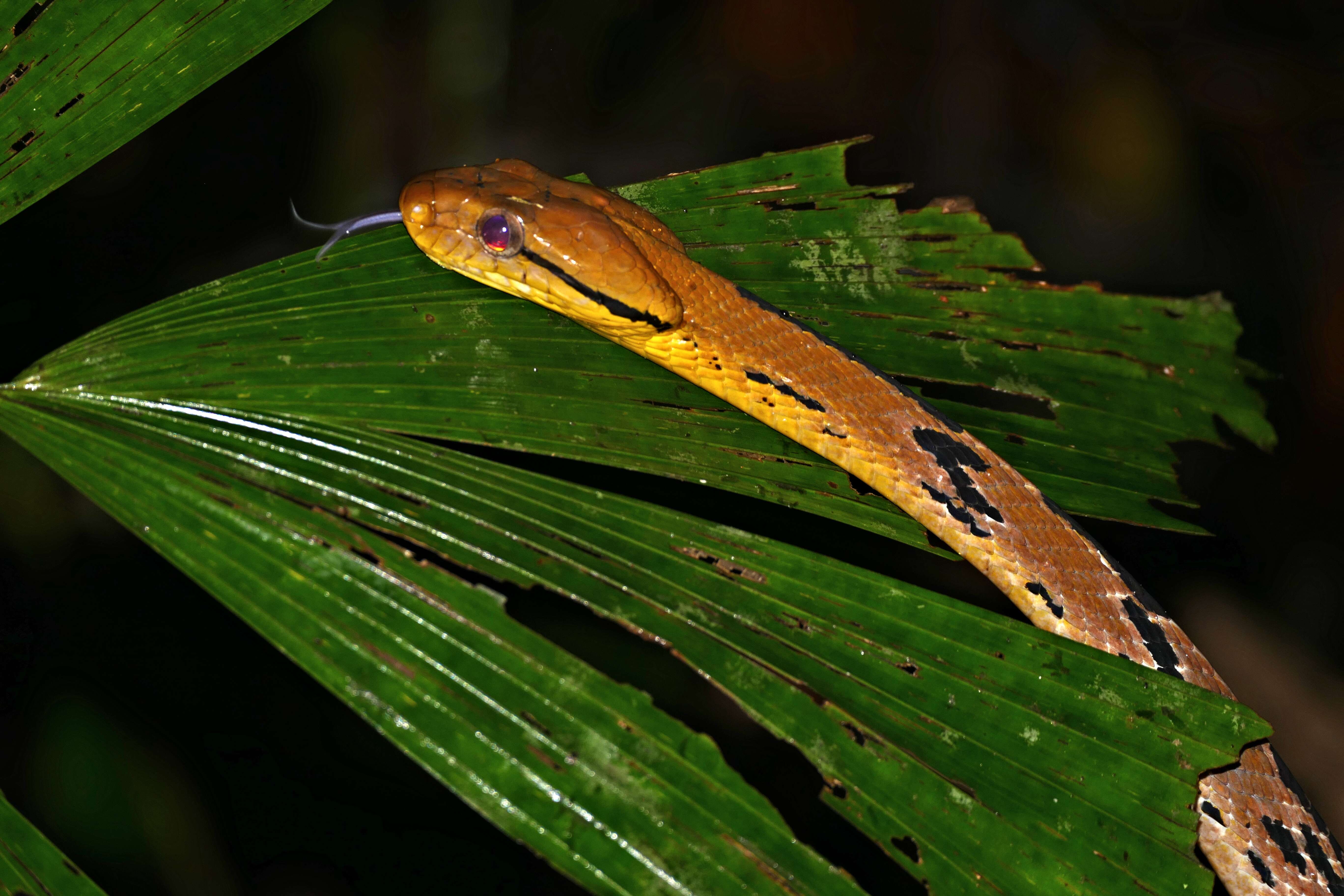 Image of Cat Snakes