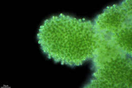 Image of Microcystaceae