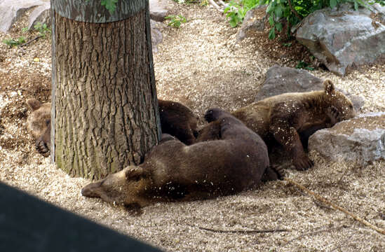 Image of Brown Bear