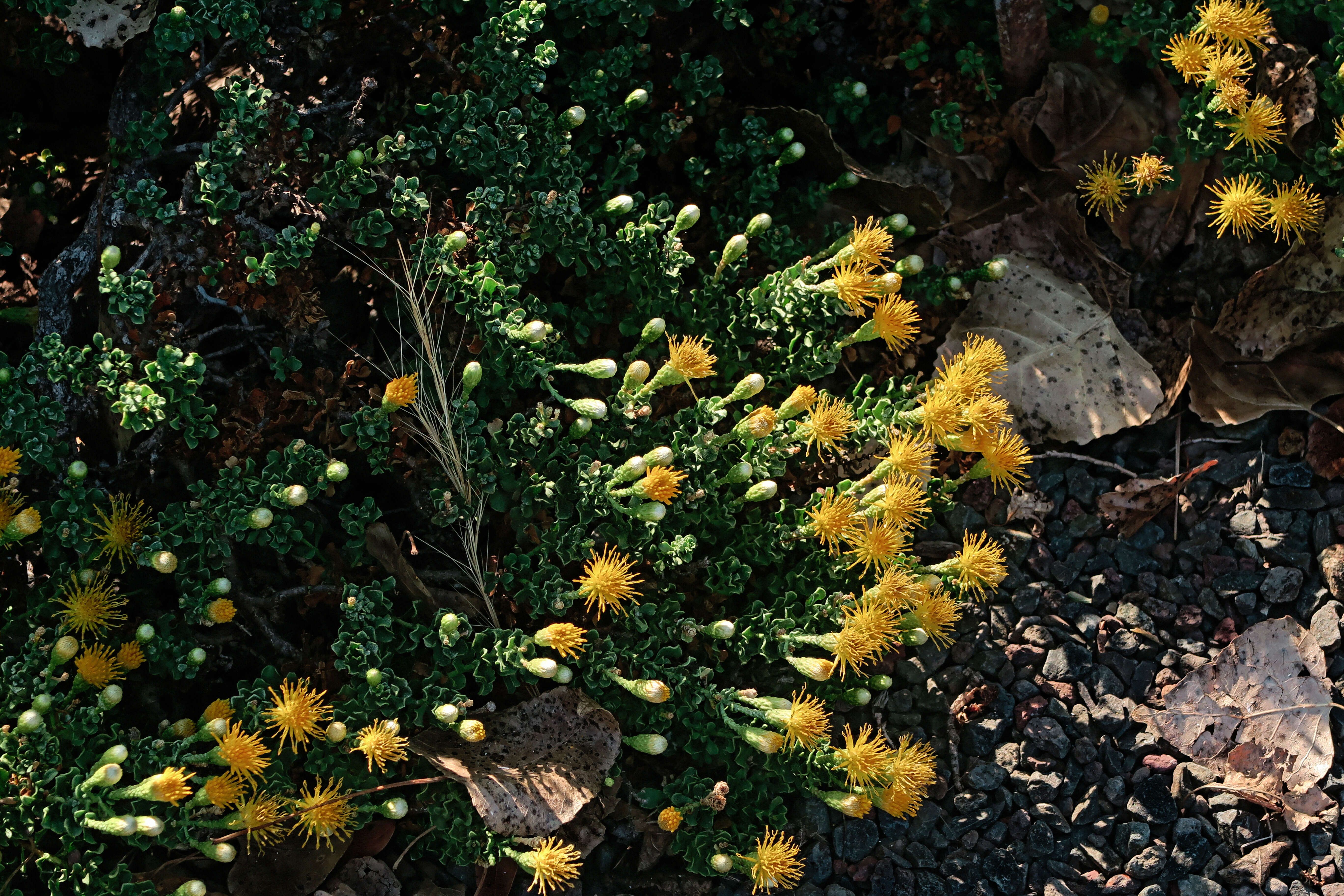 Image of goldenbush