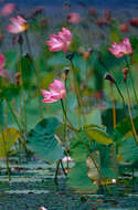 Image of lotus