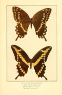 Imagem de Papilio