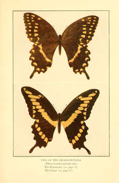 Image of Papilio