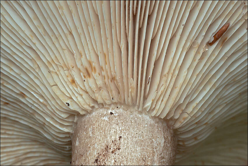 Image of Russula adusta (Pers.) Fr. 1838