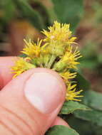 Image de Solidago virgaurea subsp. minuta (L.) Arcangeli