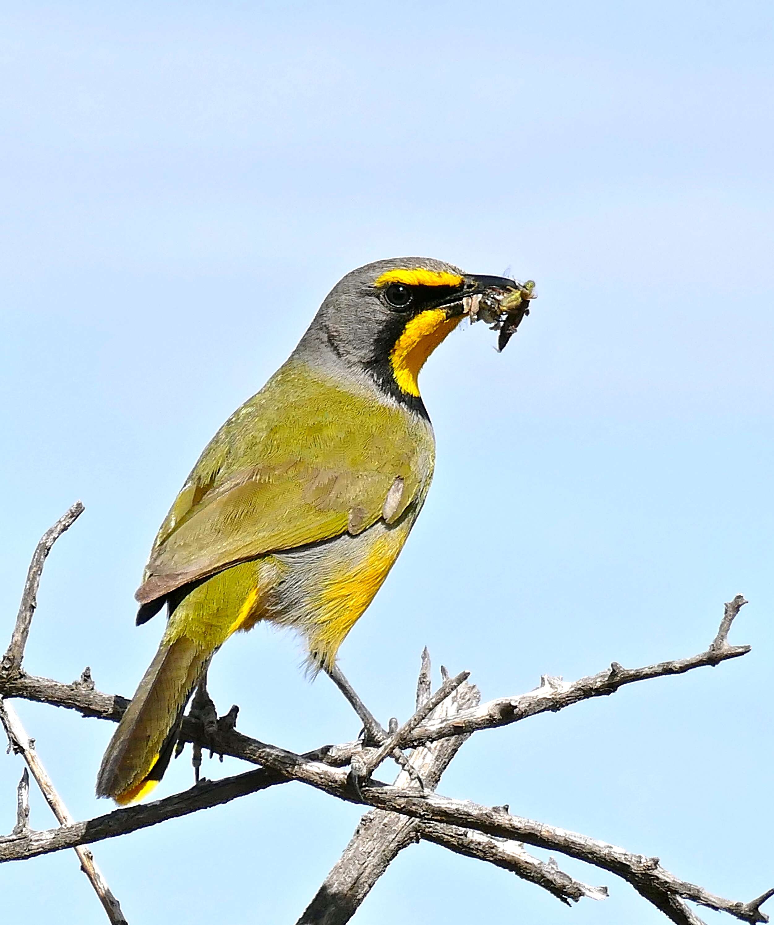 Image of Bokmakierie Bush-shrike