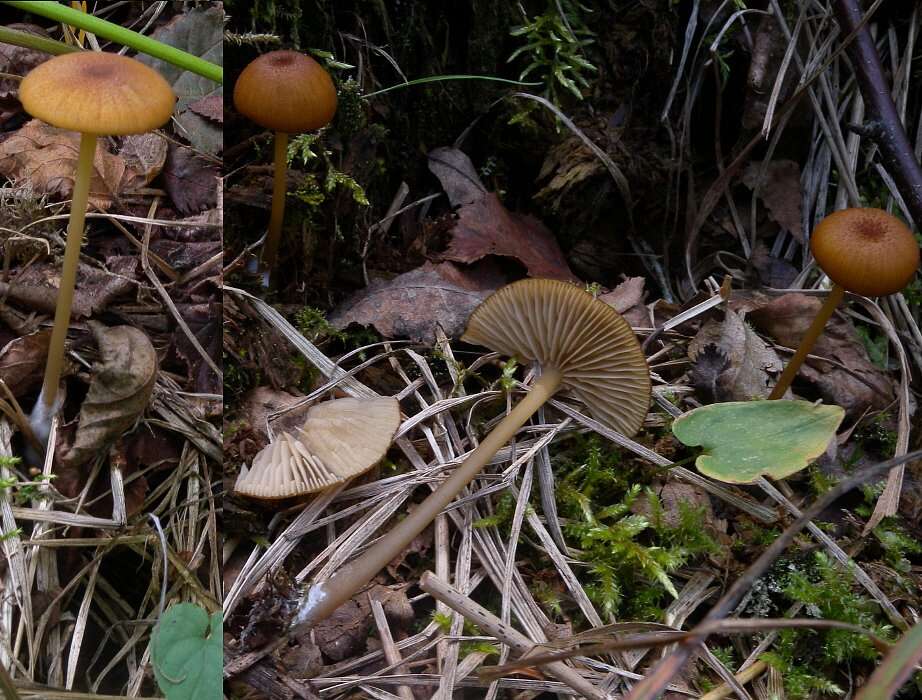 Image of Entoloma formosum (Fr.) Noordel. 1985